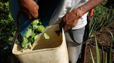 ¡Histórico! Aprobado en primer debate la regulación de la coca en Colombia