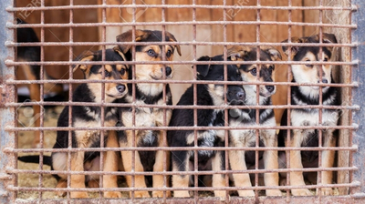 Presidente de Corea Del Sur plantea prohibir el consumo de carne de perro