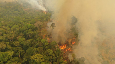 Por lo menos 17 millones de animales murieron durante los incendios forestales ocurridos en Brasil