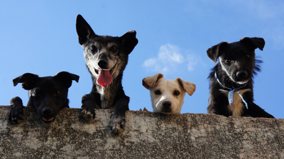 España: Nueva ley incluye oficialmente a las mascotas como parte de la familia