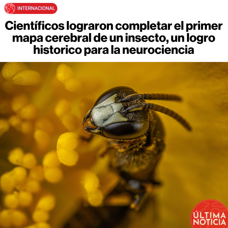 Científicos lograron completar el primer mapa cerebral de un insecto, un logro histórico para la neurociencia