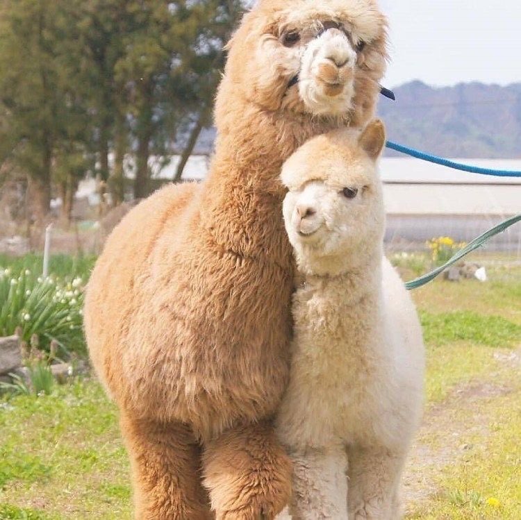 Alpacas regresan a la frontera andina con Ecuador