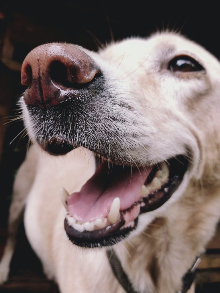 Aprobada ley para brindar atención veterinaria a familias vulnerables en Bogotá